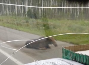 На ЕКАД иномарка сбила лося