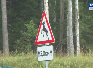 В Нижнем Тагиле устанавливают водителя, сбившего медведя