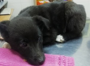 Свердловские полицейские возбудили уголовное дело после жестокой расправы над маленьким щенком