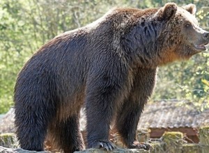 В свердловском селе медведь напал на мотоциклиста и загрыз его собаку