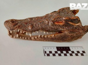 Голову крокодила нашли в багаже туриста, прилетевшего в Россию
