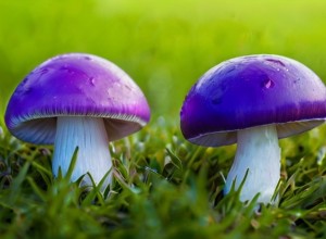 В свердловском лесу нашли космические грибы
