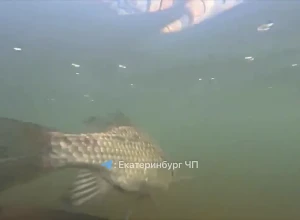 На Ботанике в фонтане заметили живого карася