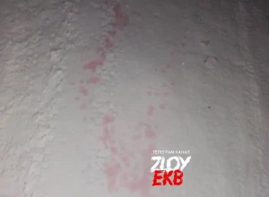 На ВИЗе заметили разлитую отраву на снегу