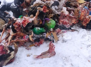 Жители Сортировки увидели страшную картину во дворе