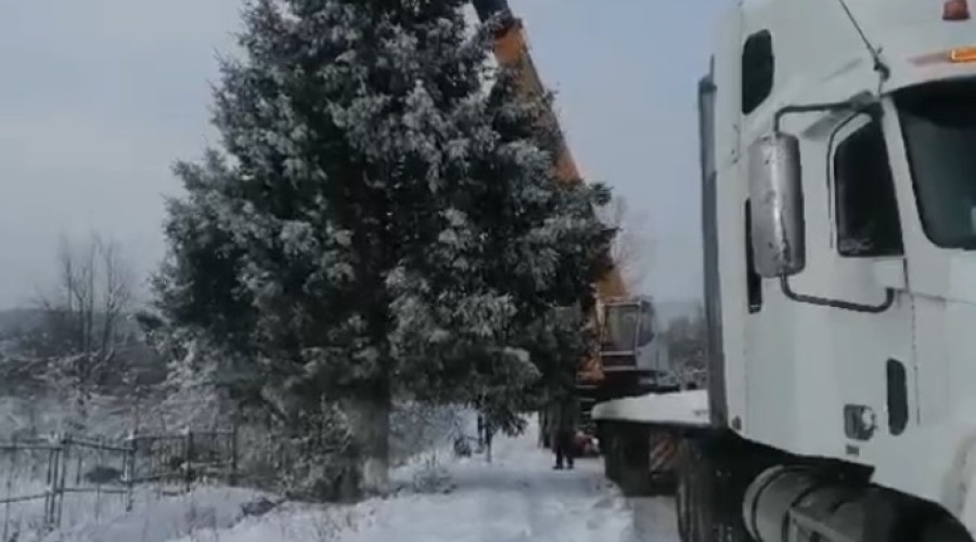 Чиновники Миньяра высадят на месте срубленной ели, у которой нашлись хозяева, новое дерево