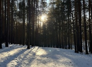 До +1 °С: Свердловскую область ждёт аномальное тепло