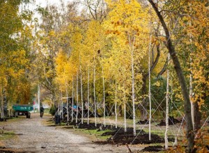 В Екатеринбурге восемь парков получат статус особо охраняемых природных территорий