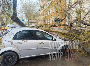 На Хохрякова дерево рухнуло на автомобиль