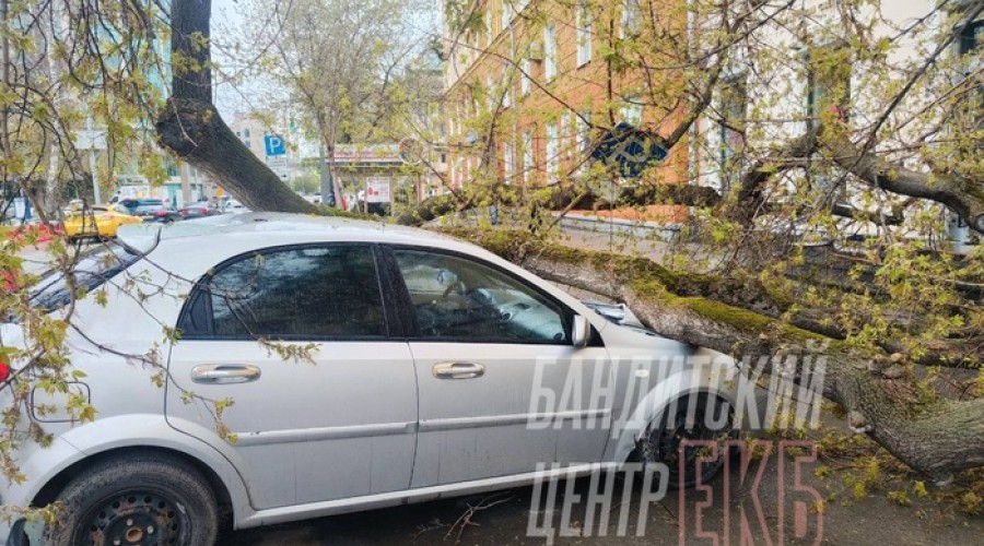 На Хохрякова дерево рухнуло на автомобиль