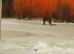 Под Екатеринбургом жители заметили рысь
