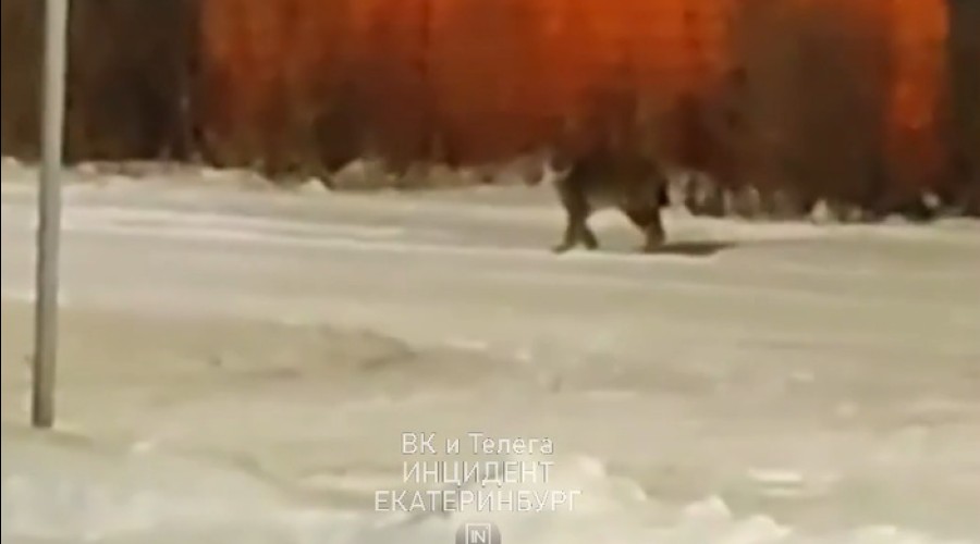 Под Екатеринбургом жители заметили рысь