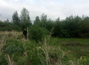 В Екатеринбурге на болотах построят новую улицу
