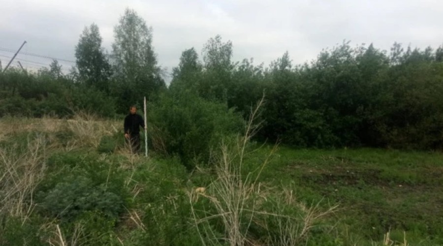 В Екатеринбурге на болотах построят новую улицу