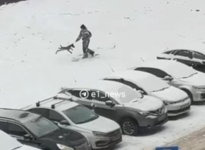 На Эльмаше мальчик раскрутил собаку за поводок