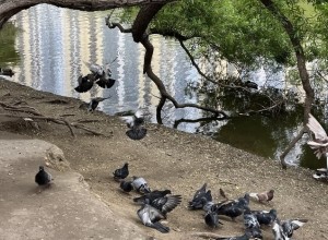 С женщины хотят взыскать 168 тысяч рублей за кормление голубей
