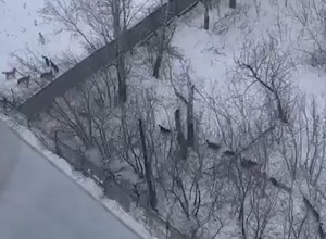 Жителей Вторчермета терроризирует стая бездомных собак