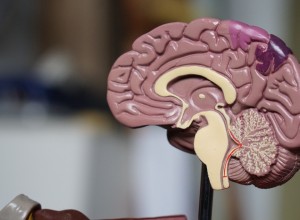 На Урале у 12-летнего мальчика из мозга извлекли кисту с личинками паразита