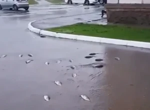 Тротуары свердловского города усеяны рыбой из-за паводка