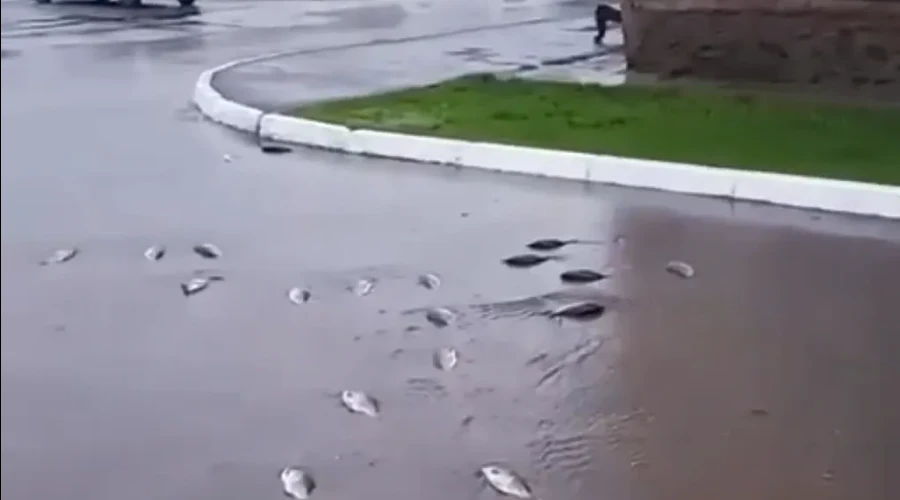 Тротуары свердловского города усеяны рыбой из-за паводка