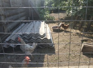 ФАС предупредила производителей яиц о недопустимости повышать цены перед Пасхой