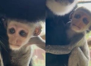 В Екатеринбургском зоопарке прибавление