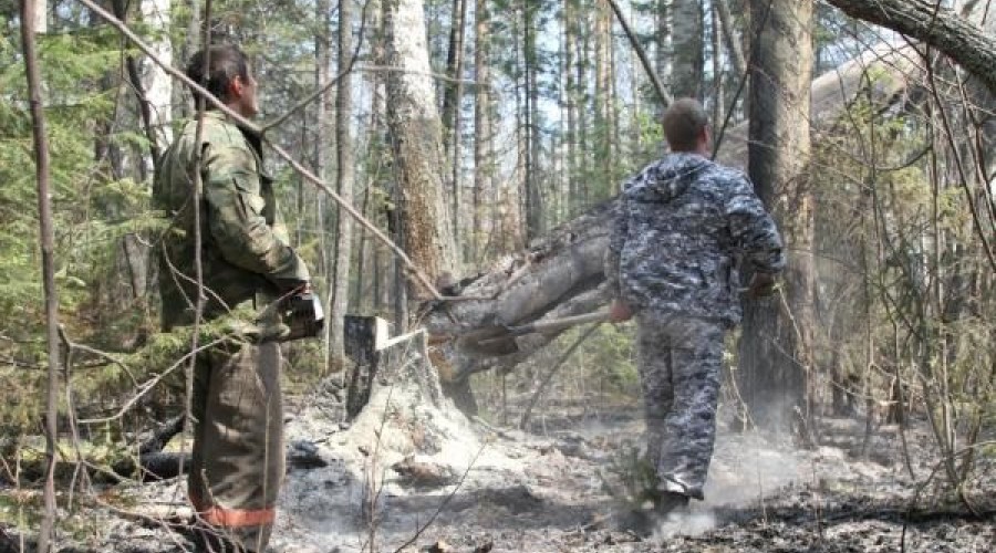 В Свердловской области отменен режим ЧС в лесах
