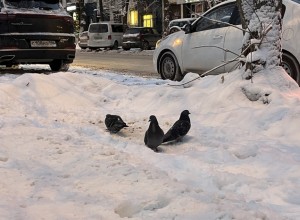 Синоптики сообщили, когда наконец-то похолодает в Свердловской области