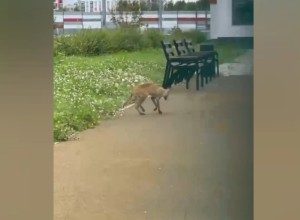 Животное заражено: в детском саду Екатеринбурга нашли труп лисенка