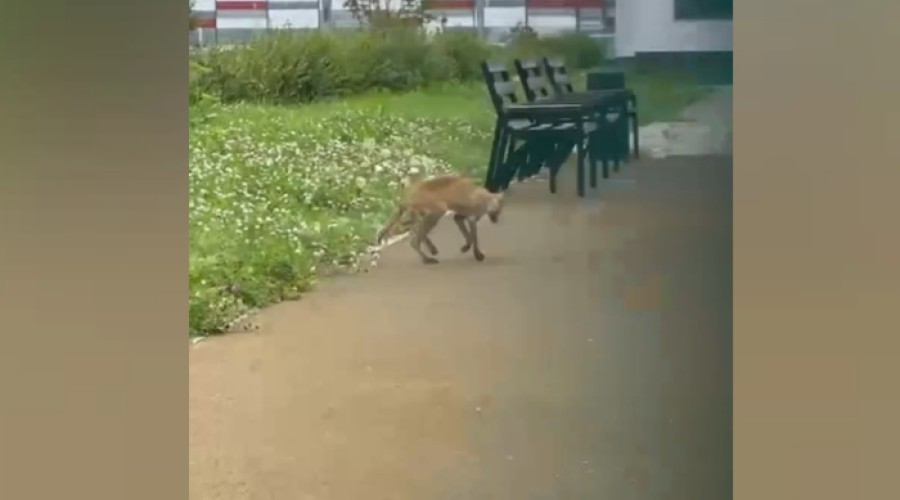 Животное заражено: в детском саду Екатеринбурга нашли труп лисенка