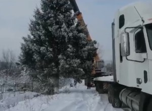«Санитарная вырубка». Срубившие чужую ель чиновники заявили, что сделали это по заявке