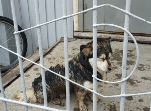 Еще три собачьих площадки и два скейт-парка строят в двух районах Екатеринбурга