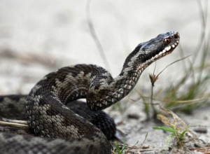 В Свердловской области встретили особо опасную змею, маскирующуюся под обычного ужа