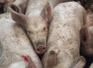 Российские производители свинины ищут новые рынки из-за снижения спроса в Китае