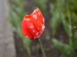 В Екатеринбурге скверу присвовено имя героя СВО