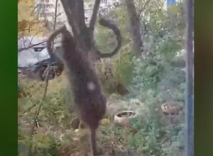 Жирные крысы атаковали окна екатеринбуржцев