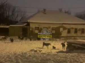 «Многие боятся выходить на улицу»: в Нижнем Тагиле бродячие псы терроризируют местных жителей