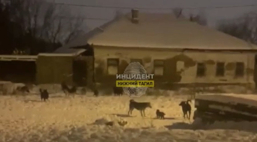 «Многие боятся выходить на улицу»: в Нижнем Тагиле бродячие псы терроризируют местных жителей