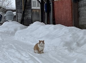 А как же Новый год? Похолодание до -30 градусов вновь надвигается на Свердловскую область