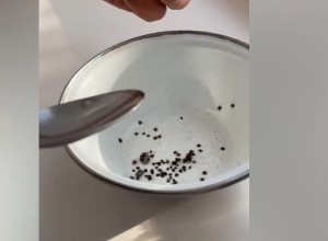 Свердловчанин после прогулки с собакой снял 107 клещей
