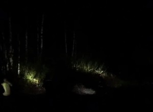 Поиски пропавших в лесу под Байкалово брата и сестры продолжались всю ночь