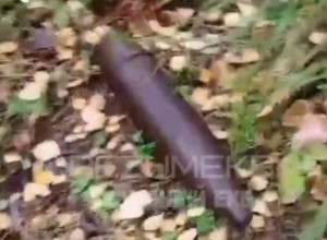 В екатеринбургском лесу нашли 10 боевых снарядов