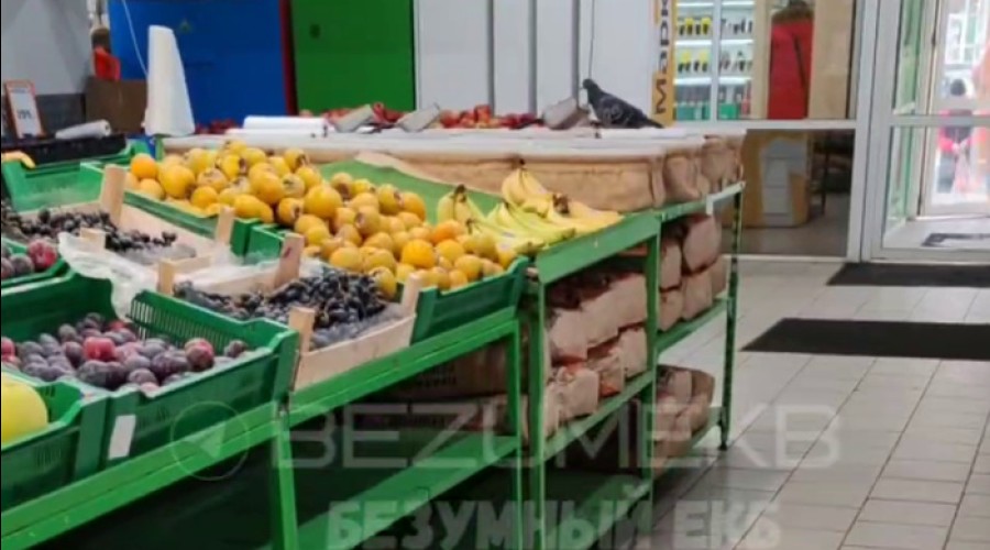 Ещё один голубь посетил продуктовый магазин Екатеринбурга