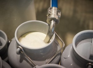 Тюменские фермеры пожаловались на цены, по которым у них закупают молоко