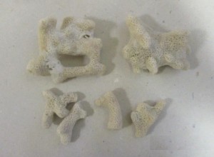 Уральские таможенники изъяли у пассажирки в Кольцово кораллы
