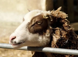 В Свердловской области заметно сократилось поголовье коров, коз и овец