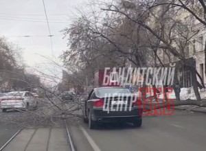 В Екатеринбурге дерево упало на припаркованный автомобиль