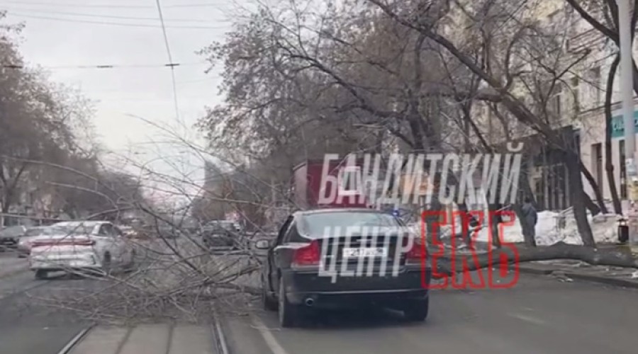 В Екатеринбурге дерево упало на припаркованный автомобиль