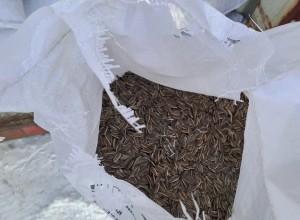 В Екатеринбург прибыл железнодорожный состав с китайскими семечками