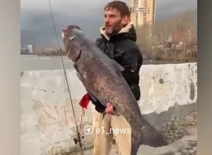 Екатеринбуржец выловил из Исети рыбу весом в 40 килограммов